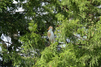150612-jbr-0688