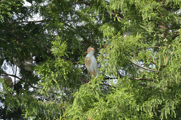 150612-jbr-0688
