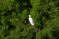 150612-jbr-0682