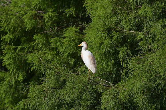 150612-jbr-0682