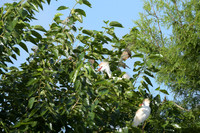150612-jbr-0674