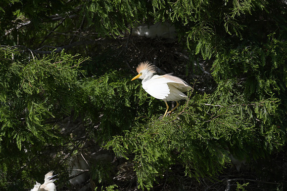 150612-jbr-0647