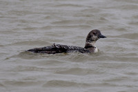 Texas City Dike & Resoft Park, Alvin TX - 04/01/16